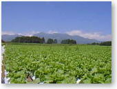 a field of mountain vegetable